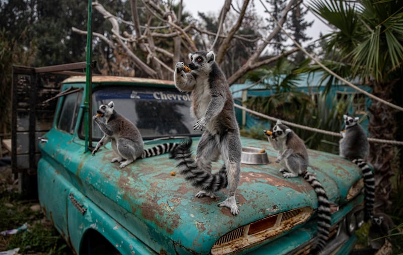 Ring-tailed lemurs at the Buin Zoo in Santiago, Chile. The largest private zoo in Chile, experiencing a serious economic crisis because of prolonged quarantine measures, has begun a campaign, Sponsor an Anima”, to raise money to maintain the animals. AP Photo