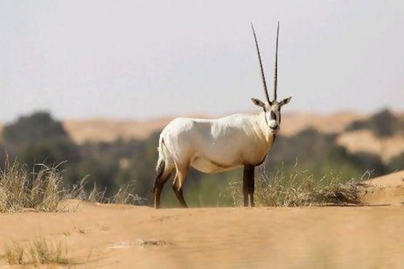 Arabian oryx at the Dubai Desert Conservation Reserve. After a campaign to return them to the wild, the oryx became the first animal to have its conservation status changed from "endangered" to 'vulnerable". Pawan Singh / The National