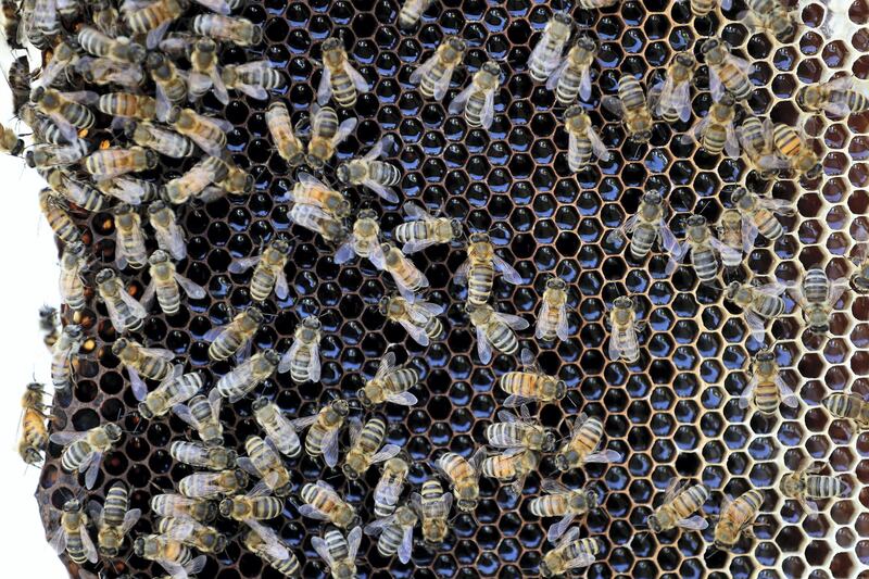 DUBAI, UNITED ARAB EMIRATES , November 7 – 2020 :- Visitors holding the frame of live bees during the tour at the Hatta honey bee garden at the Hatta in Dubai. The ticket price of honey bee garden tour is 50 AED per person.  (Pawan Singh / The National) For News/Online/Instagram/Big Picture. Story by Nick Webster