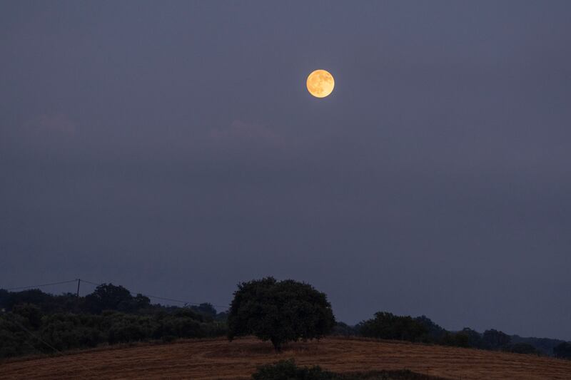 The buck moon rises on the sky in front of an oak tree in Pineia, Peloponnese, Greece. AP