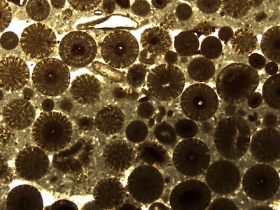 Ooids (microscopic grains of calcium carbonate) from rocks in Ras Al Khaimah.
