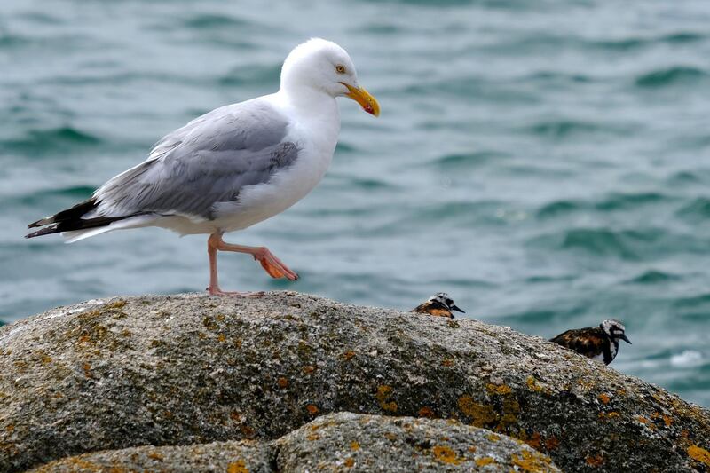 A seagull and ruddy rurnstones on the rocks of the Tatihou island, northwestern France. AFP