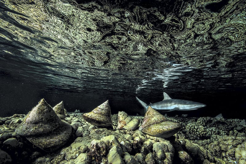 Highly Commended 2020, Under Water: The night shift by Laurent Ballesta, France