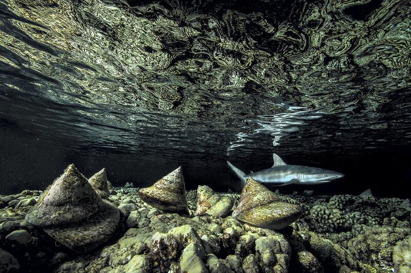 Highly Commended 2020, Under Water: The night shift by Laurent Ballesta, France