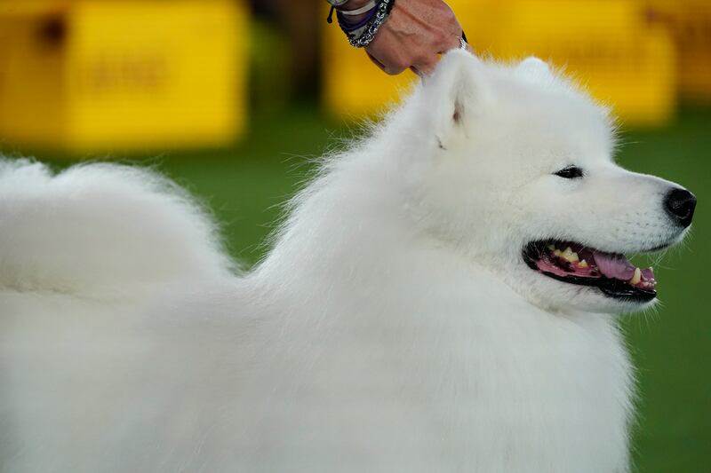Striker, a Samoyed, wins in the Working group. AP
