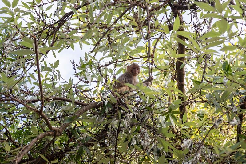 A young rhesus macaque feeds on wild Himalayan Rhea fruits in Dharmsala, India. AP Photo