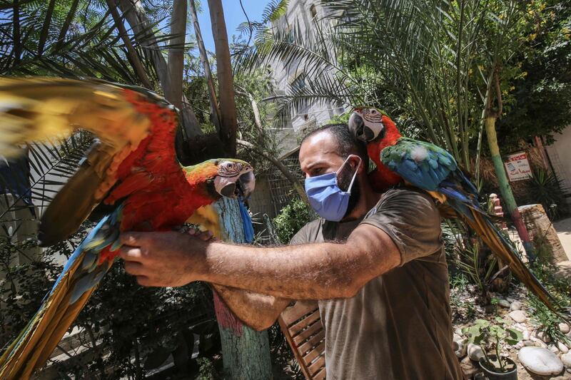 A Palestinian local zoo worker handles Macaws at the premises in Rafah in the southern Gaza Strip. AFP