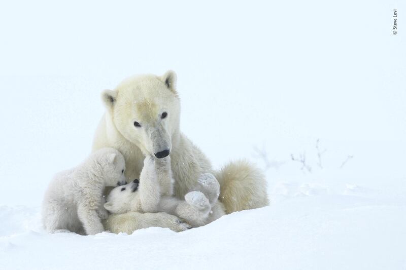 Tender play. Polar bear (Ursus maritimus) mom and cubs. Wapusk National Park, Manitoba, Canada