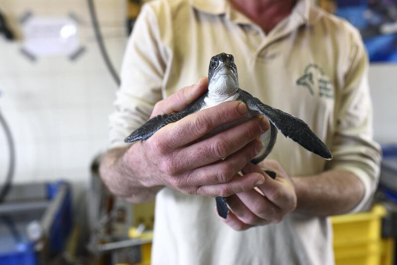 Mikhmoret - National Sea Turtle Rescue Centre. Rosie Scammell for The National