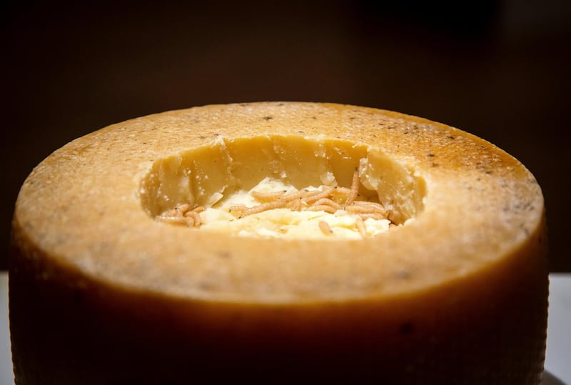 <p>Casu marzu from Sardinia: a whole pecorino cheese is cut open and left outside so flies can lay eggs in it. The fly larvae feast on the cheese and their enzymes break down its fats, and the larvae excrement becomes a partially digested semi-liquid soft cheese, which also contains live maggots.&nbsp;Photo by Anja Barte Telin&nbsp;&nbsp;&nbsp;&nbsp;</p>
