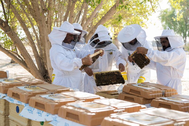 Abu Dhabi, United Arab Emirates - September 25th, 2017: Workers at the apiary check on the bees in the hives. Al Najeh Honey Sale. Monday, September 25th, 2017 at near Al Samha, Abu Dhabi. 