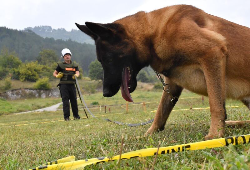 Bosnian trainer trains a Belgian Malinois dog to assume the "siting indication position" in a simulated mine field at training facility near Bosnian town of Konjic. AFP
