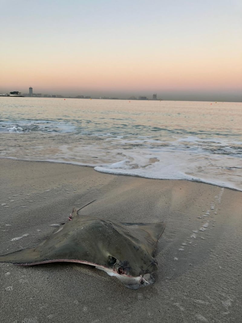 One of the stingrays found on Monday morning at Sunset Beach in Dubai. The animals were believed to have been caught up in illegal fishing nets.
