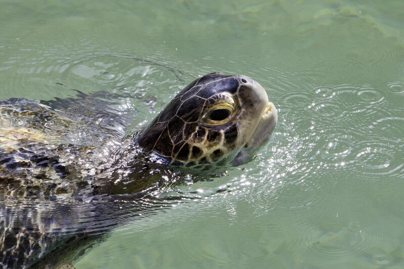 Environment Agency Abu Dhabi and The National Aquarium will launch a turtle rehabilitation programme to save hawksbill turtles. Jaime Puebla / The National