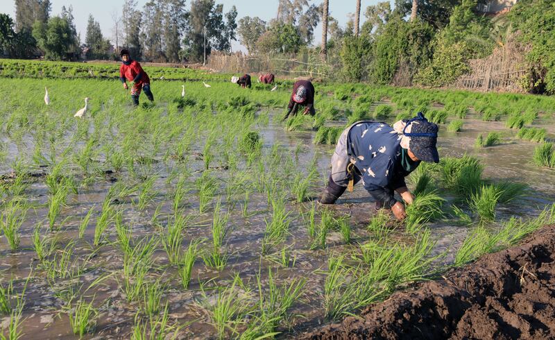 The Egyptian government has reduced the cultivation of some crops with high water requirements.