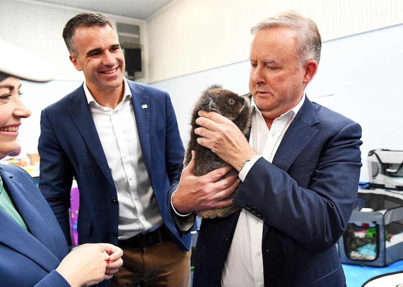 Labour Leader Anthony Albaneseon watched by SA opposition leader Peter Malinauskas holds Jack a baby koala at Adelaide Koala Rescue who have set up at Parardise Primary schools gymnasium in Adelaide, Australia. Getty Images