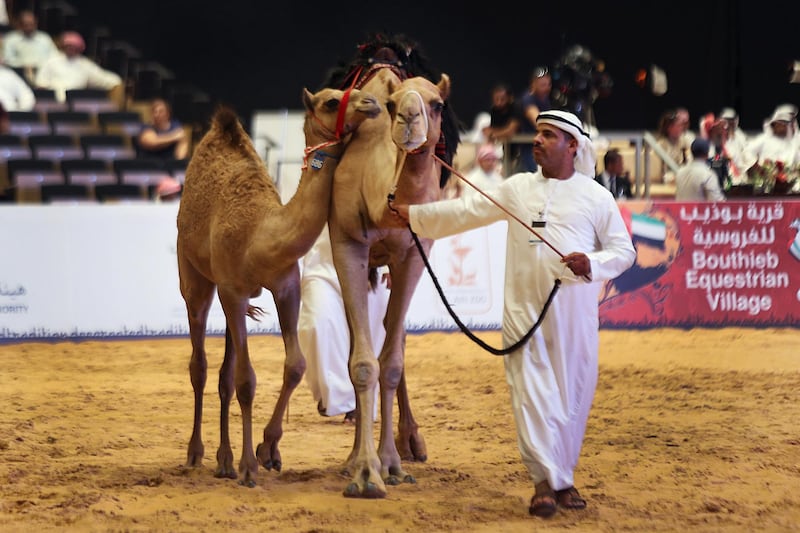 ABU DHABI, UNITED ARAB EMIRATES - - -  September 6, 2013 --- Day 3 at ADIHEX.  The camel auction at ADIHEX.  ( DELORES JOHNSON / The National ) ***** Reporter is Hareth****** *** Local Caption ***  DJ-0609-NA-ADIHEX Day3-018.jpg