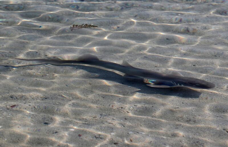 A carpet shark swims away after being released into Arabian Gulf waters at the Jebel Ali Wildlife Sanctuary in Dubai. AP