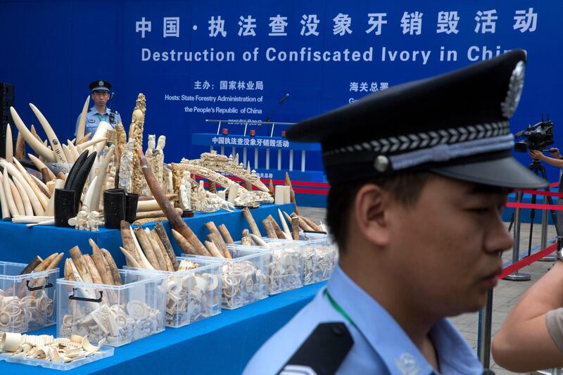 Chinese policemen watch over ivory products prepared for destruction during a ceremony in Beijing in 2015. AP Photo / Ng Han Guan