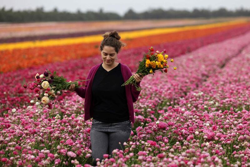 A woman picks bouquets of ranunculus flowers at Nir Yitzhak kibbutz. AFP