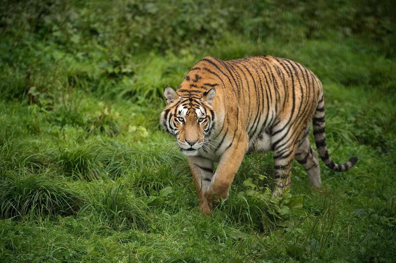In this picture taken on August 23, 2017, a Siberian tiger is seen at the Hengdaohezi Siberian Tiger Park in Hengdaohezi township on the outskirts of Mudanjiang.
While Chinese rangers and conservationists work to increase the Siberian tigers' population in the wild, the country also hosts about 200 captive tiger breeding centres, but many have been embroiled in controversy. Parks like Hengdaohezi have repeatedly come under fire from conservationists who accuse them of being "tiger farms" that breed the endangered cats for profit with no intention of returning them to the wild. / AFP PHOTO / Nicolas ASFOURI / TO GO WITH China-conservation-animal, FEATURE by Yanan WANG