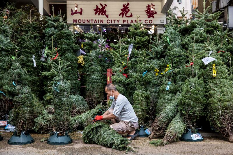 A man prepares Christmas trees for sale at flower markets in Hong Kong. AFP