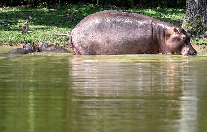 Hippos are seen at the Hacienda Napoles theme park, once the private zoo of drug kingpin Pablo Escobar at his Napoles ranch, in Doradal, Antioquia department, Colombia on September 12, 2020. - Escobar bought four hippos from a zoo in California and flew them to his ranch in the early 1980s. Left to themselves on his Napoles Estate, they bred to become supposedly the biggest wild hippo herd outside Africa -- a local curiosity and a hazard. (Photo by Raul ARBOLEDA / AFP)