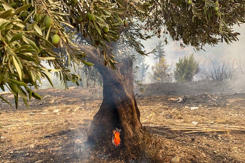 A tree still burns from the inside after a blaze passed through the area.