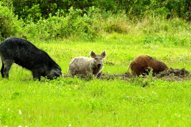 Feral swine have been called the "rototillers" of nature. Their long snouts and tusks allow them to rip and root their way across America in search of food. Unfortunately, the path they leave behind impacts ranchers, farmers, land managers, conservationists, and suburbanites. Photo provide by NASA / US Department of Agriculture