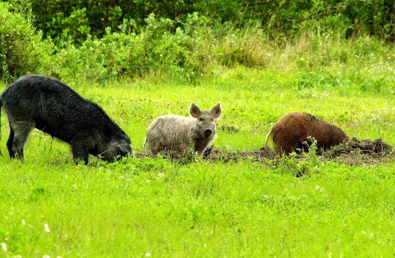Feral swine have been called the "rototillers" of nature. Their long snouts and tusks allow them to rip and root their way across America in search of food. Unfortunately, the path they leave behind impacts ranchers, farmers, land managers, conservationists, and suburbanites. Photo provide by NASA / US Department of Agriculture 