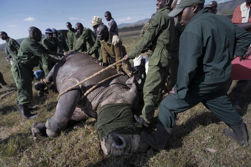 A sedated white rhino is blindfolded and strapped with a rope by vets and rangers of the Kenya Wildlife Service (KWS) after it was shot with a tranquiliser dart from a helicopter to be sedated in a private conservancy near Naivasha, Kenya. Dai Kurokawa / EPA March 11, 2014