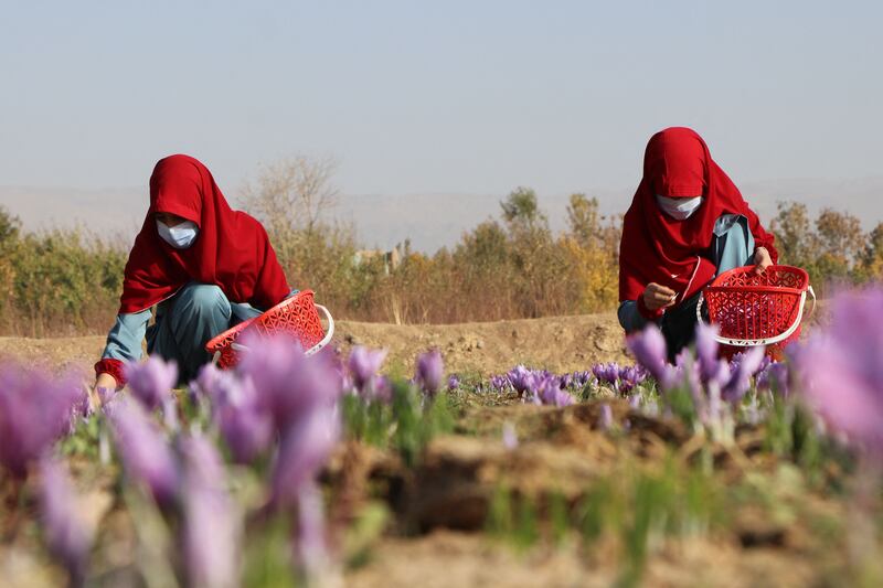 Afghan women pick saffron flowers.