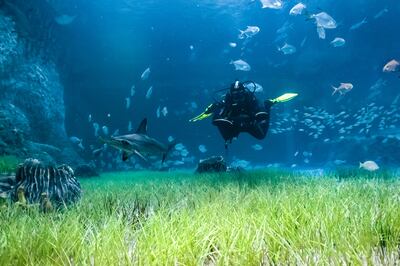 The National Aquarium in Abu Dhabi is offering a new diving experience for guests. Photo: The National Aquarium