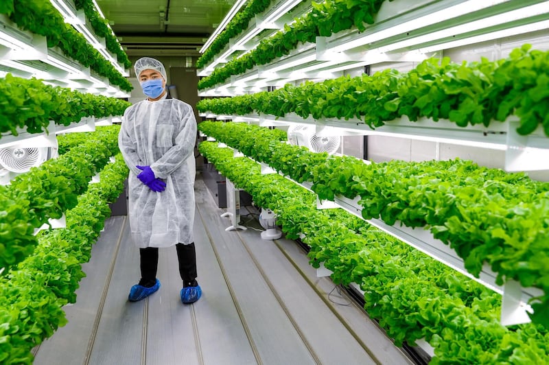 Abu Dhabi, United Arab Emirates, August 24, 2020.   
Sean Lee at the lettuce hydroponics farm at the Officers Club, Abu Dhabi.
Victor Besa /The National
Section:  NA
Reporter:  Anna Zacharias