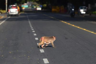 A monkey crosses a road in New Delhi on April 8, 2020. Hundreds of monkeys have taken over the streets around the Indian president's palace leading an animal offensive taking advantage of the deserted cities as the giant country remains in a pandemic lockdown. With India's 1.3 billion population and tens of millions of cars conspicuous by their absence, wildlife has moved to fill the void while also suffering from the coronavirus fallout.  
 / AFP / Money SHARMA
