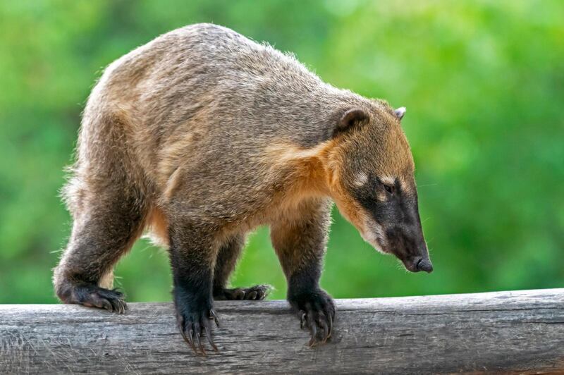 A ring-tailed coati (Nasua nasua) stand on a tree branch in its enclosure at the animal park in Worms, 60 kilometres south-southwest of Frankfurt-am-Main, Germany.  EPA