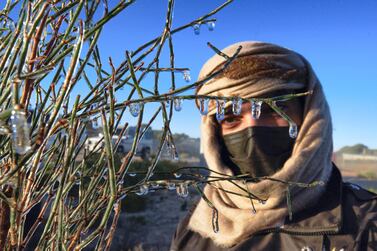 Fahad Mohammed, of the UAE Storm Centre, shows ice that formed on plants in Raknah, Al Ain. Victor Besa / The National 