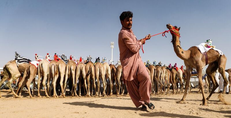 A handler prepares a camel to race during the Liwa 2019 Moreeb Dune Festival in the Liwa desert.  AFP