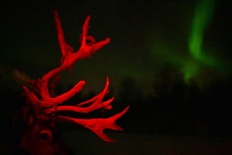 A reindeer's antlers are illuminated in front of the Northern Lights at a Sami camp outside Breivikeidet village, near Tromso, Norway. AFP