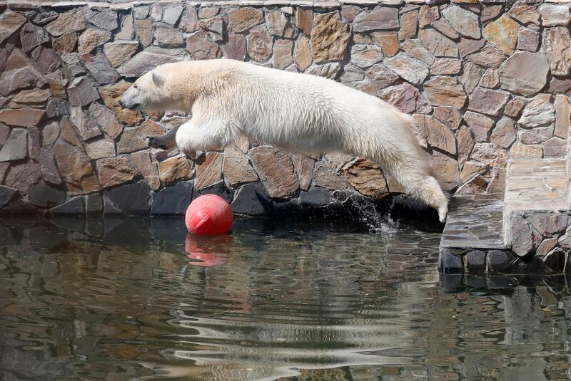 Polar bear cub Khaarchaana plays in the new enclosure in the Leningrad Zoo in St Petersburg, Russia.  EPA