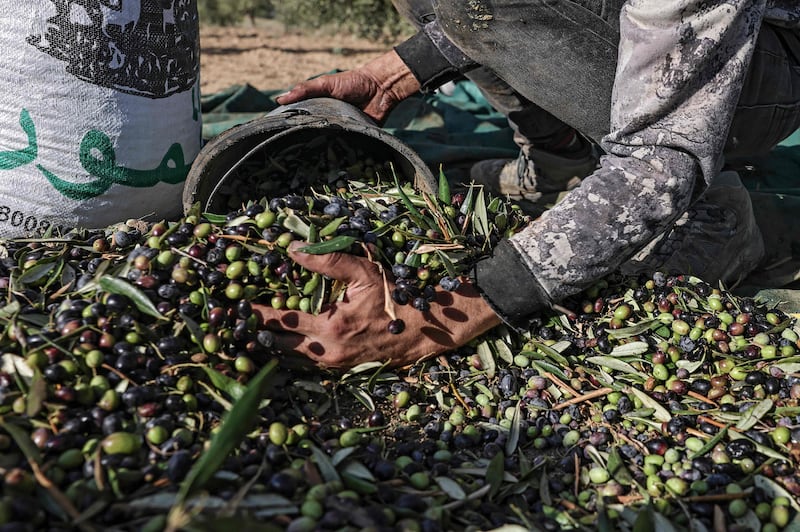 The olive harvest at Nuseirat refugee camp in central Gaza.