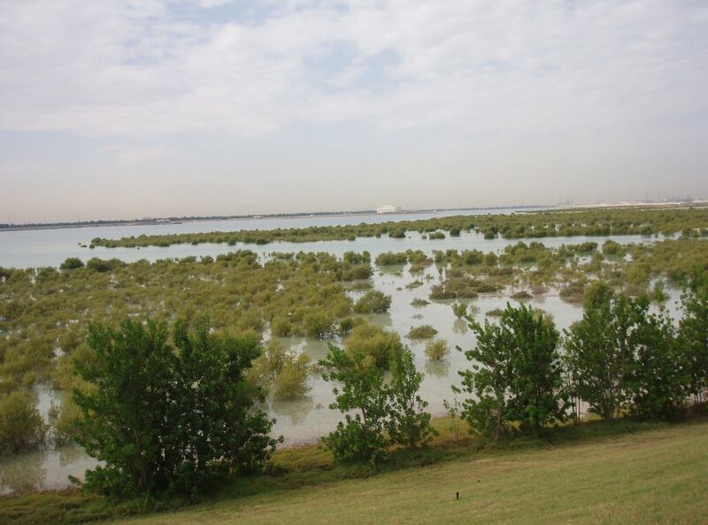Mangrove forest areas in Abu Dhabi were increasing in the 1990s at a time when the tropical wetland plants were being destroyed globally, Dr Loughland said