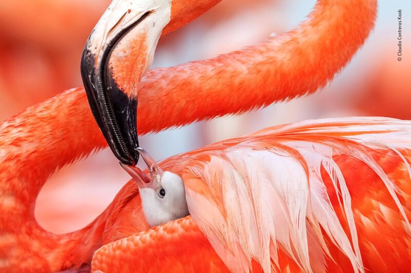 Beak to beak by Caludio Contreras Koob Mexico. Ria Lagartos Biosphere Reserve in the state of Yucatan is home to Mexico’s largest flock of Caribbean flamingos. This chick is less than five days old – it will stay in its nest less than a week before it joins a creche of other youngsters who wander around the colony searching for food. Claudio Contreras Koob / Wildlife Photographer of the Year