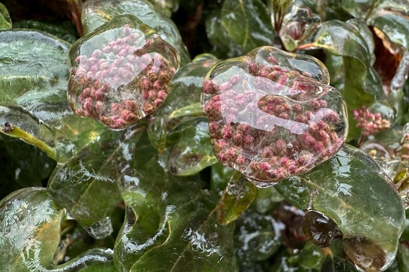 Ice covers flowers in Lake Oswego, Oregon after a storm that on Wednesday threatened to topple trees on to power lines and turned mountain highways treacherous in the Pacific North-West, where residents were urged to avoid travel. AP