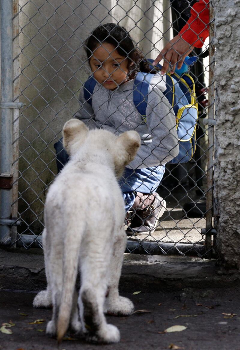 A girl locks eyes with one of a pair of four-month-old white lion cubs, through a fenced entrance gate to the cubs' enclosure at the Altiplano Zoo in Tlaxcala, Tuesday, Aug. 7, 2018. White lions are a rarity unique to an endemic region in South Africa. (AP Photo/Rebecca Blackwell)