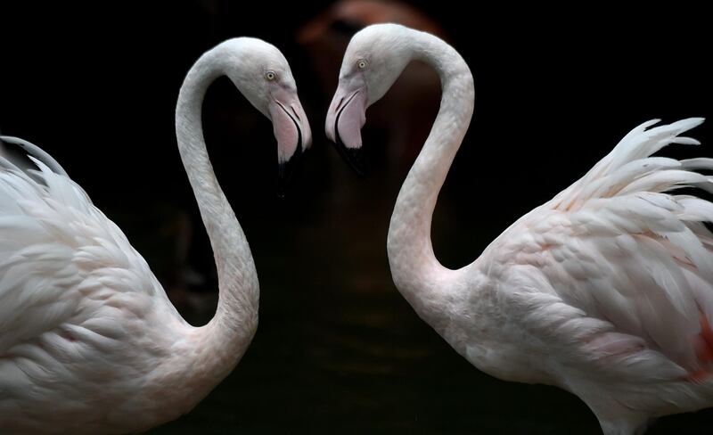 Flamingos stand together in their enclosure at the Hellabrunn zoo in Munich, southern Germany. AFP