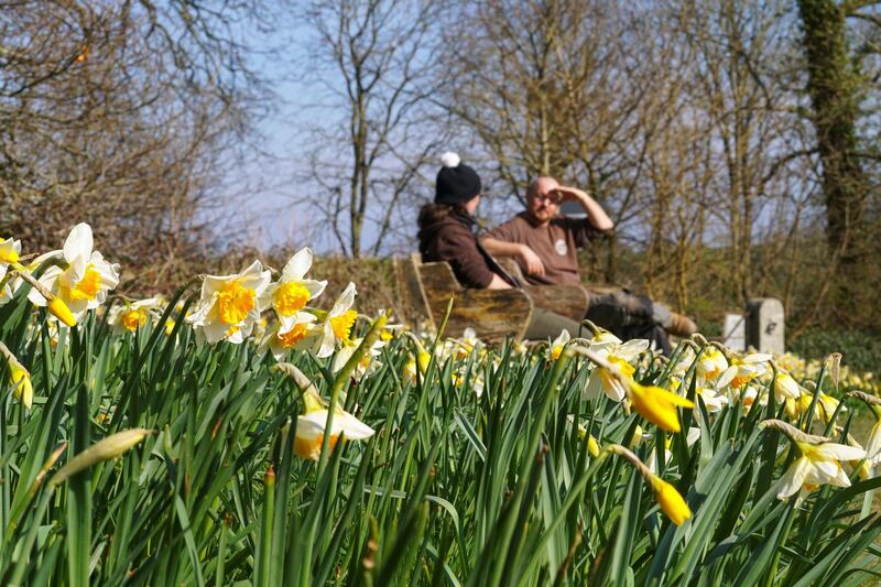 ST AUSTELL, ENGLAND - MARCH 08: Two gardeners at Heligan Gardens take a break amongst the Spring daffodils on March 08, 2021 in St Austell, England. The Lost Gardens of Heligan are currently open three days a week to local pass holders and will be opening fully to the public on Monday, March 29.  (Photo by Hugh Hastings/Getty Images)