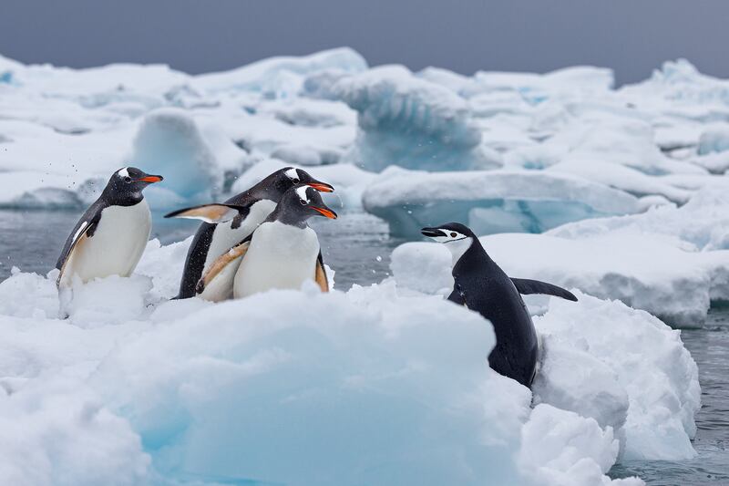 Gentoo penguins and a lone chinstrap penguin in Andvord Bay, Antarctic Peninsula. Jodi Frediani / Comedywildlife