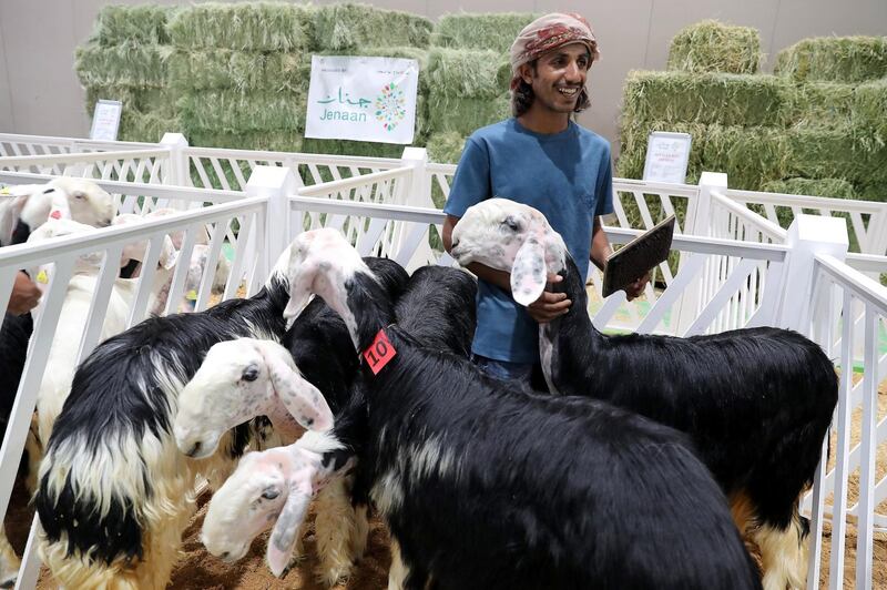 ABU DHABI ,  UNITED ARAB EMIRATES , SEPTEMBER 2 – 2019 :- One of the caretaker with the Saudi Goat during the EuroTier Middle East animal farming exhibition held at ADNEC in Abu Dhabi. ( Pawan Singh / The National ) For News. Story by Daniel