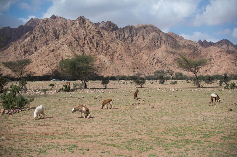 Goats graze nearby. A photo essay profiling the Gabal Elba Protected Area (GEPA) in Egypt's Red Sea governorate, along the borders with Sudan Photo by Jihad Abaza